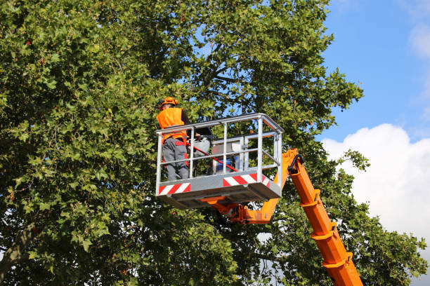 How Our Tree Care Process Works  in Pine Island Center, FL